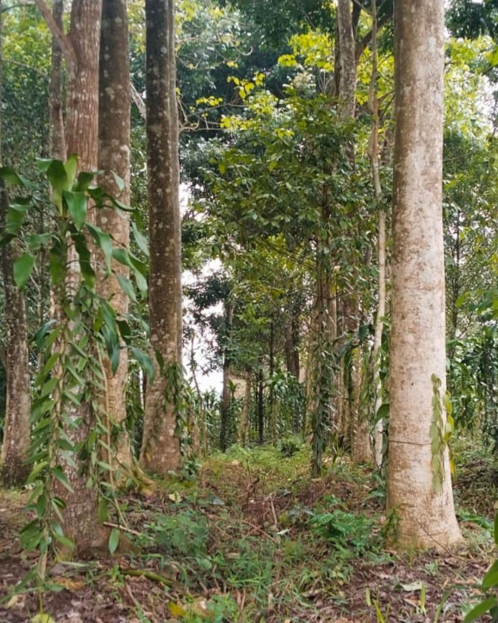 Our organic vanilla farming